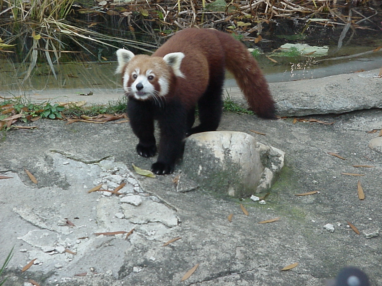 Red Panda 1.jpg